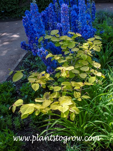 Gold-leaved Winterhazel (Corylopsis spicata aureus
Nice combination of the blue Delphinium and the yellow leaves  of the Winterhazel.
(May 15)